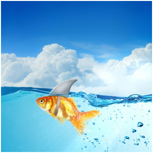 fisch