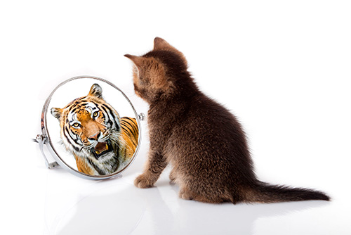 katze_tiger