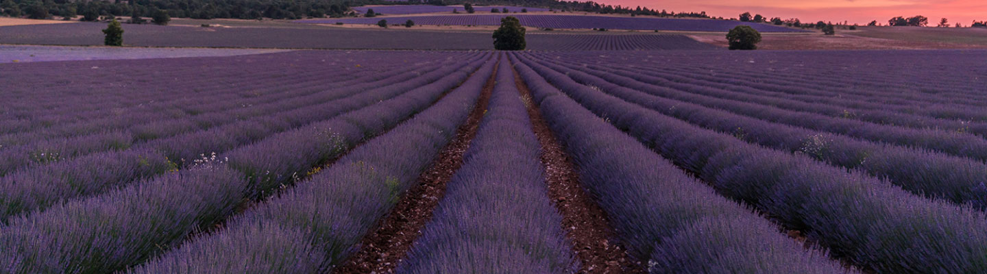 lavendel